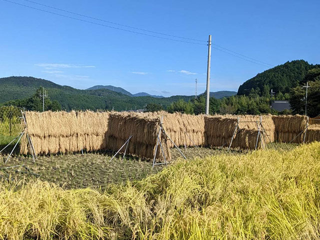 電建ライスクラブ