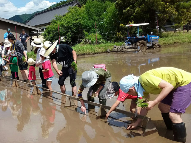 田植え