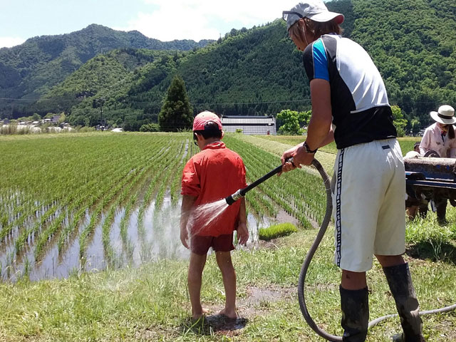 田植え