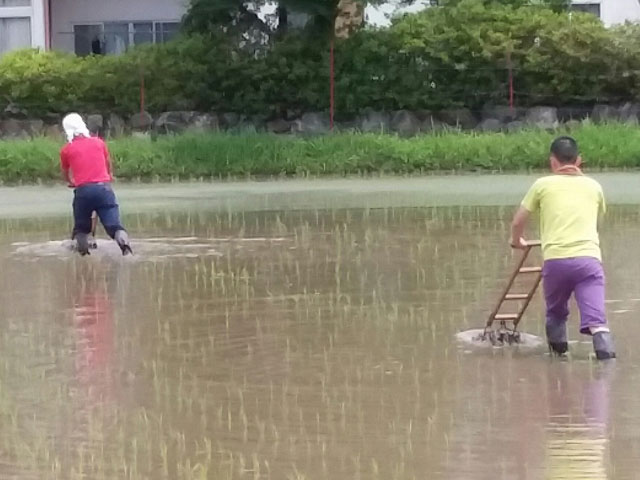 草取り（1回目）