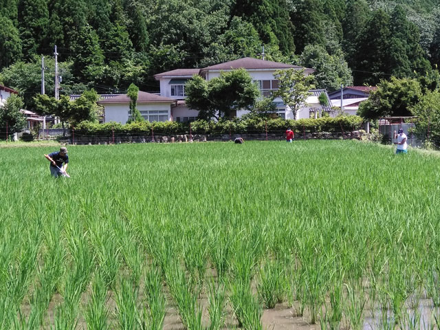 草取りと川遊び