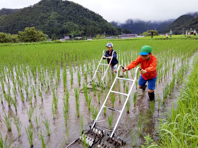 草取りラスト