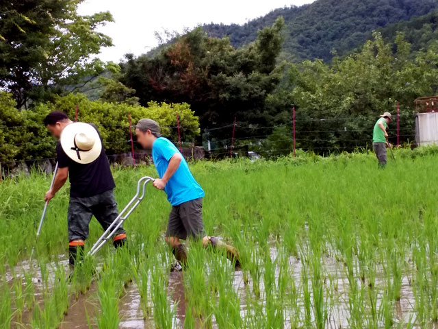 草取りラスト